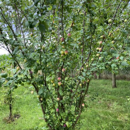 TE KOOP: Omheind perceel met boomgaard (600-700 m²) op toplocatie in Geulle.